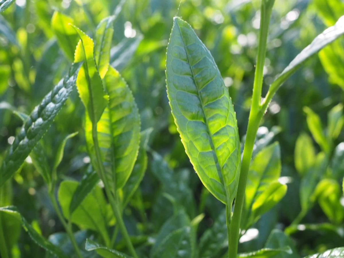 green bean to bar Chocolate Bar - Kyoto - Uji Matcha -