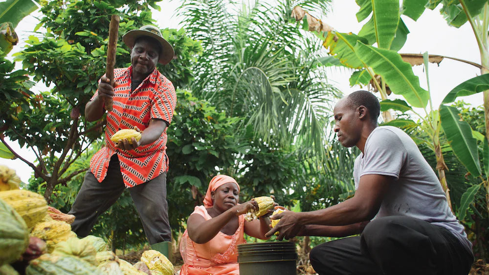<SEASONAL LIMITED 2026> green bean to bar Chocolate Bar BERRY and TEA